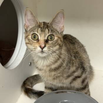 Rescue Domestic Medium Hair Cats for Adoption in South Elgin, Illinois - Lilac | PetCurious