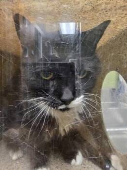 Domestic Medium Hair and Domestic Short Hair Cats Available for Adoption in Fairfax, Virginia - Morga | PetCurious