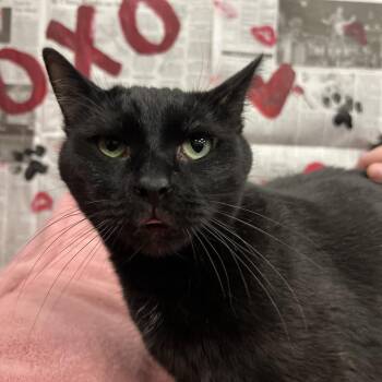Killua -  Domestic Short Hair and Mixed Breed Cat for Adoption in South Elgin, Illinois - Killua | PetCurious