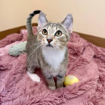 Domestic Short Hair Cats Available for Adoption in Agoura Hills, California - Rome | PetCurious