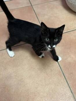 Esquites -  Domestic Short Hair Cat for Adoption in North Miami Beach, Florida - Esquites | PetCurious