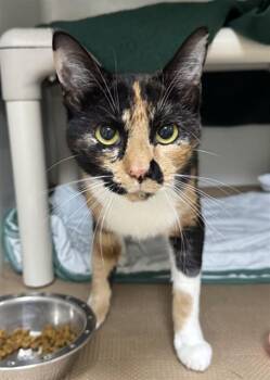 Domestic Short Hair Cats Available for Adoption in Boston, Massachusetts - EFFIE | PetCurious