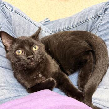 McCloud -  Domestic Short Hair Cat for Adoption in Oshkosh, Wisconsin - McCloud | PetCurious