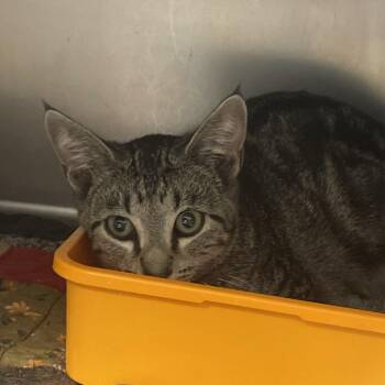 Sloth -  Domestic Short Hair Cat for Adoption in Canton, Illinois - Sloth | PetCurious