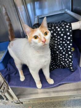 Domestic Short Hair Cats Available for Adoption - Alex | PetCurious