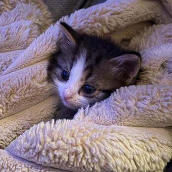 Doug -  Domestic Medium Hair Cat for Adoption in Chattanooga, Tennessee - Doug | PetCurious