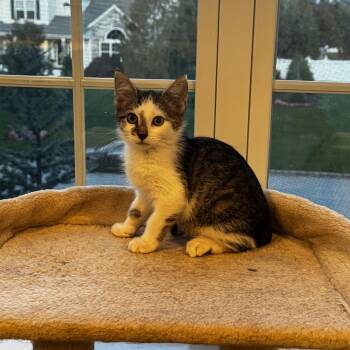 Ezra -  Domestic Short Hair and Tabby Cat for Adoption in Mastic, New York - Ezra | PetCurious