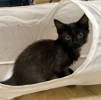 Lida Bida Boda Butt -  Domestic Medium Hair Cat for Adoption in St. Augustine, Florida - Lida Bida Boda Butt | PetCurious