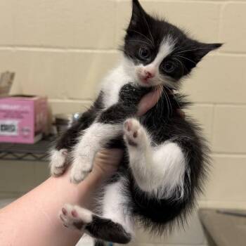 Purrito -  Domestic Short Hair Cat for Adoption in Lufkin, Texas - Purrito | PetCurious