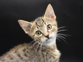 Kota -  Domestic Short Hair Cat for Adoption in Portland, Oregon - Kota | PetCurious