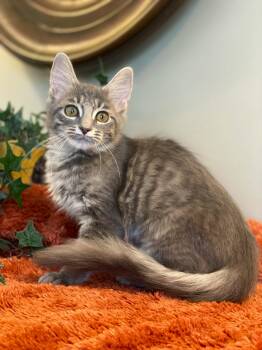 Susie -  Tabby Cat for Adoption in Taylor, Michigan - Susie | PetCurious