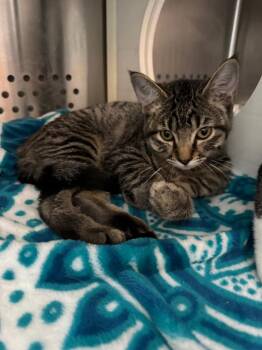 Peach Panther -  Domestic Short Hair Cat for Adoption in Fort Lupton, Colorado - Peach Panther | PetCurious