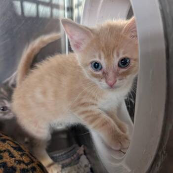 Domestic Short Hair Cats Available for Adoption in Jefferson City, Tennessee - Papaya | PetCurious