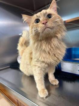 Domestic Medium Hair Cats Available for Adoption in Wilmington, North Carolina - Squash | PetCurious
