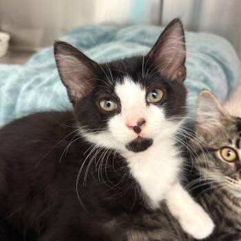 Mojito -  Domestic Medium Hair Cat Available for Adoption in Fort Lauderdale, Florida - Mojito | PetCurious