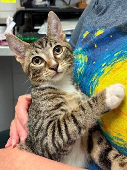 GARFUNKLE -  Domestic Short Hair Cat for Adoption in Canfield, Ohio - GARFUNKLE | PetCurious