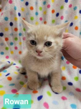 Rowan -  Domestic Short Hair Cat for Adoption in Richmond, Indiana - Rowan | PetCurious