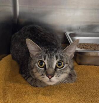 CAMELLIA -  Domestic Short Hair Cat for Adoption in Hagerstown, Maryland - CAMELLIA | PetCurious