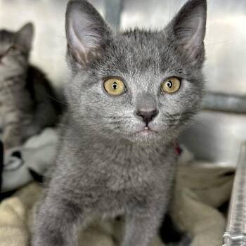 Cinder -  Domestic Short Hair Cat for Adoption in Matteson, Illinois - Cinder | PetCurious