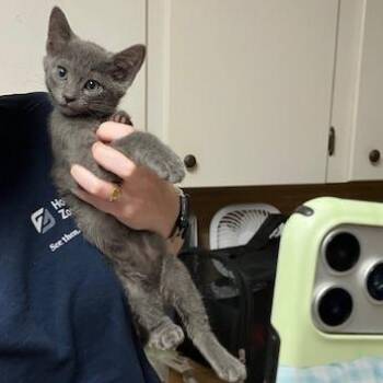 Penelope -  Domestic Short Hair Cat for Adoption in Baytown, Texas - Penelope | PetCurious