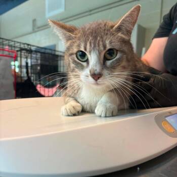Pearl -  Domestic Short Hair Cat for Adoption in Huntington, West Virginia - Pearl | PetCurious