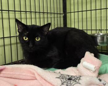 Domestic Short Hair Cats Available for Adoption in Auburn, Indiana - Bear | PetCurious