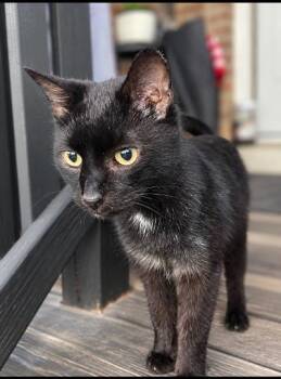 Gon -  Domestic Short Hair Cat for Adoption in Mokena, Illinois - Gon | PetCurious
