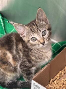 Starfire -  Domestic Short Hair Cat for Adoption in Danielsville, Georgia - Starfire | PetCurious