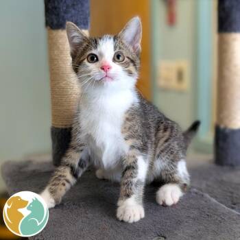 Jack -  Domestic Short Hair Cat for Adoption in Toledo, Ohio - Jack | PetCurious
