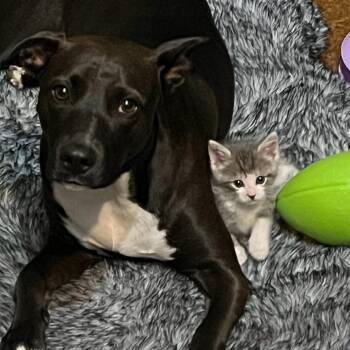 Hans - Home to Home -  Domestic Short Hair Cat for Adoption in South Elgin, Illinois - Hans - Home To Home | PetCurious