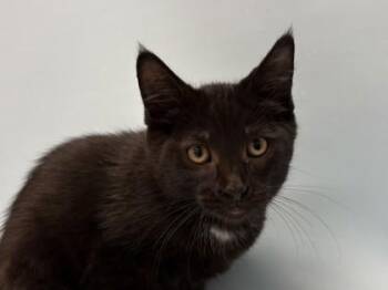 Cougar -  Domestic Short Hair Cat for Adoption in Woodbury, Minnesota - Cougar | PetCurious