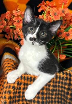 4/22/26 Stormy -  Domestic Short Hair Cat for Adoption in Stillwater, Oklahoma - 4/22/26 Stormy | PetCurious
