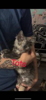 Toto -  Domestic Short Hair Cat for Adoption in Mokena, Illinois - Toto | PetCurious