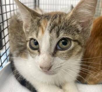 ZARA -  Domestic Short Hair Cat for Adoption in Fort Lauderdale, Florida - ZARA | PetCurious