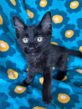 Chai -  Domestic Medium Hair Cat for Adoption in Corpus Christi, Texas - Chai | PetCurious