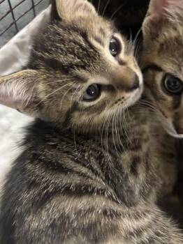 Domestic Short Hair Cats Available for Adoption in Doral, Florida - KIMCHY | PetCurious