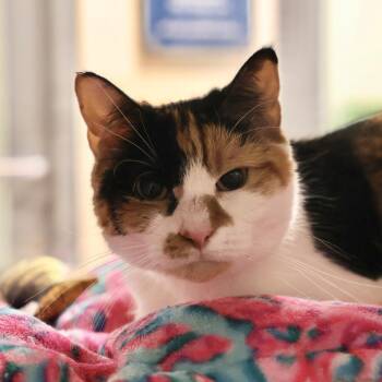 Domestic Short Hair Cats Available for Adoption - Hope | PetCurious