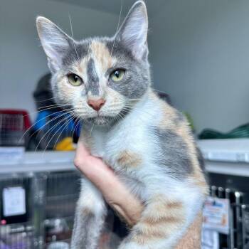 Milky Way -  Domestic Short Hair Cat for Adoption in Matteson, Illinois - Milky Way | PetCurious