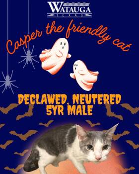 Domestic Short Hair Cats Available for Adoption in Watauga, Texas - Casper | PetCurious