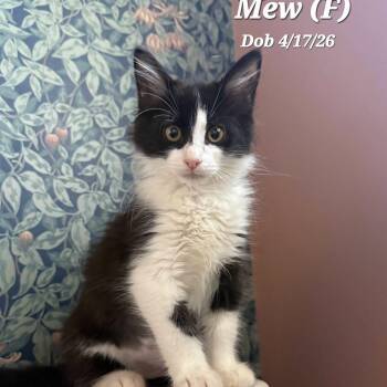 Mew -  Domestic Medium Hair Cat for Adoption in Clayton, California - Mew | PetCurious