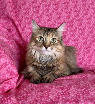 Rescue Domestic Long Hair and Maine Coon Cats for Adoption in Newtown Square, Pennsylvania - Pink | PetCurious