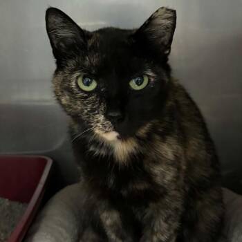 Lucy -  Domestic Short Hair Cat for Adoption in Toms Brook, Virginia - Lucy | PetCurious