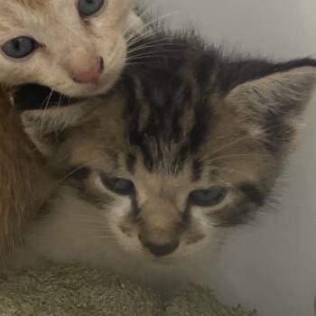 Walnut 3166 -  Domestic Short Hair Cat for Adoption in Columbus, Georgia - Walnut 3166 | PetCurious