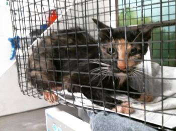 Domestic Short Hair Cats Available for Adoption in Houston, Texas - A2074433 | PetCurious