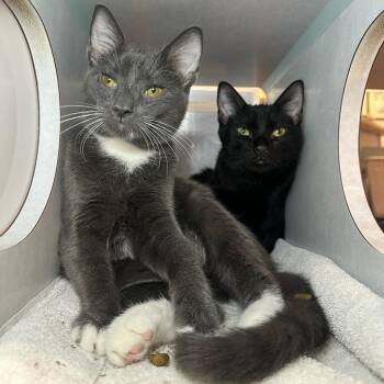 Holmes -  Domestic Short Hair Cat for Adoption in Glenwood Springs, Colorado - Holmes | PetCurious