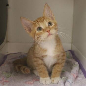 Sunny -  Domestic Short Hair Cat for Adoption in Champaign, Illinois - Sunny | PetCurious