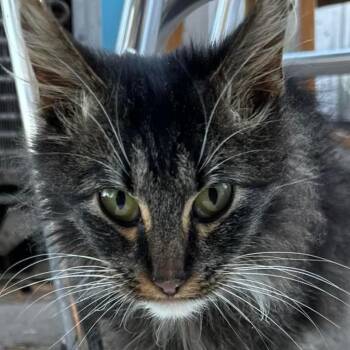 Rescue Domestic Long Hair Cats for Adoption in Baldwin, Wisconsin - Phoenix | PetCurious