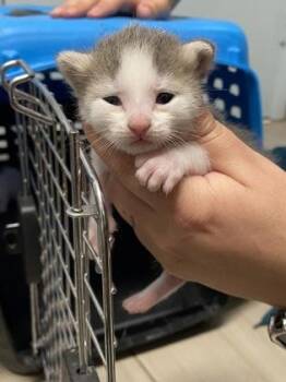 Macaroon -  Domestic Short Hair Cat for Adoption in Daytona Beach, Florida - Macaroon | PetCurious