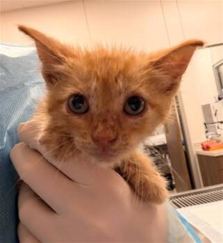 SQUEEGEE -  Domestic Short Hair Cat for Adoption in Baytown, Texas - SQUEEGEE | PetCurious