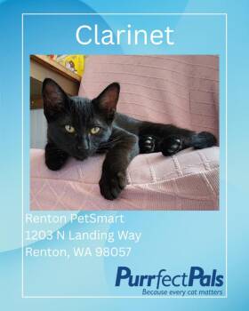 Clarinet (Magenta) -  Domestic Short Hair Cat for Adoption in Arlington, Washington - Clarinet (Magenta) | PetCurious